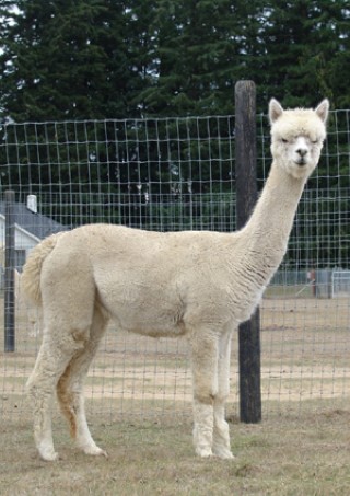 Alpaca For Sale - RF Lady Valentina at Alpacas of Royalwood Farm